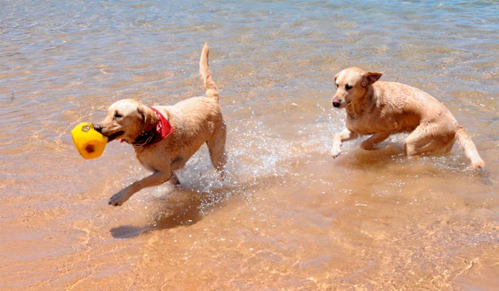 Santa Cruz de Tenerife estudia habilitar playas para perros en cinco enclaves del litoral
