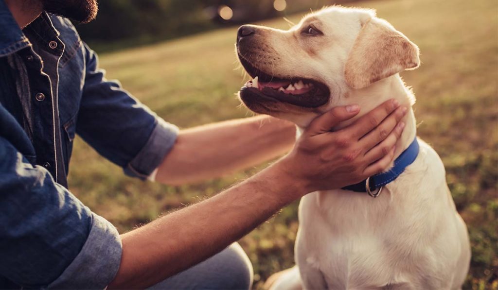 Alerta sanitaria en Canarias: confirman los primeros casos de transmisión autóctona de leishmaniasis en perros