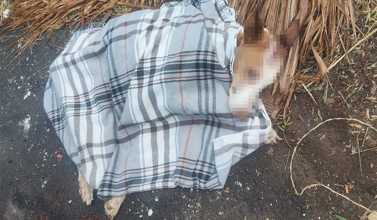 Encuentran a un perro con graves signos de maltrato abandonado en un contenedor de basura en La Laguna