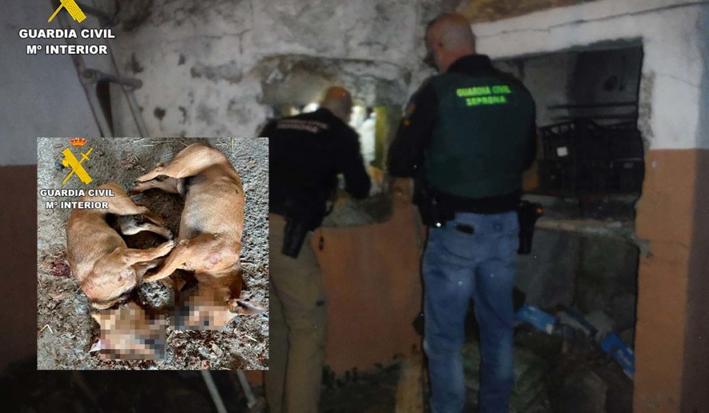 Horror en Gran Canaria: mata a tiros a dos perros de un familiar y los deja en una caja a la puerta de su casa