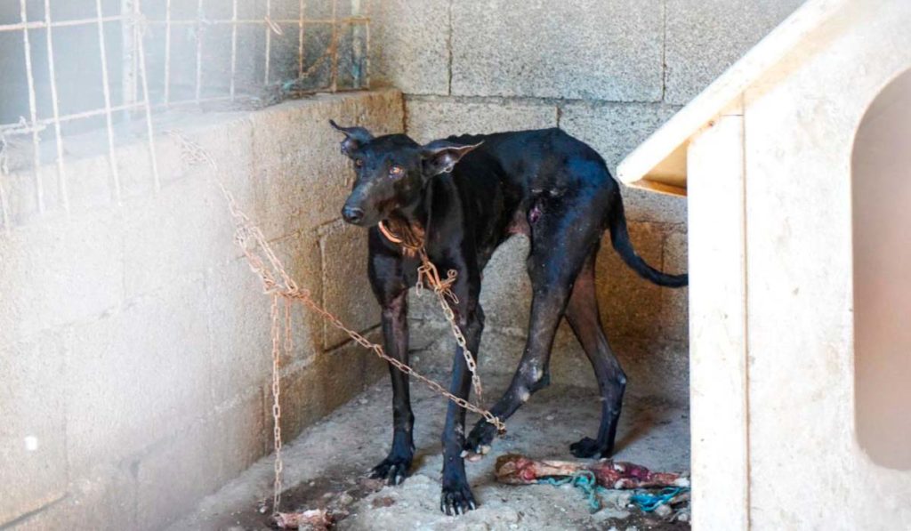 Twenty Dogs Rescued in Tenerife as Animal Shelter Faces Funding Crisis