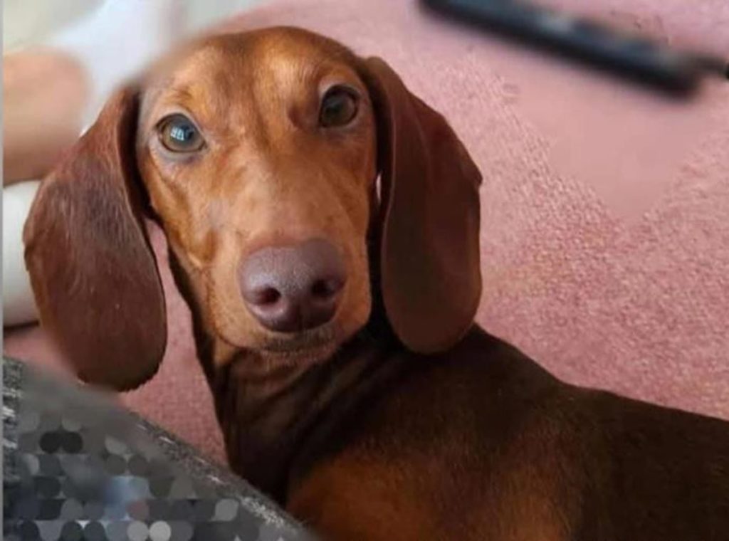 Jandía, la perrita que se encontraba desaparecida en Tenerife