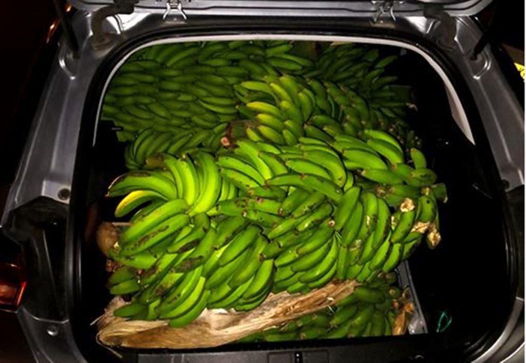 La Guardia Civil investiga a siete personas por robar aguacates y plátanos en Tenerife: la multa podría llegar a 3 millones de euros