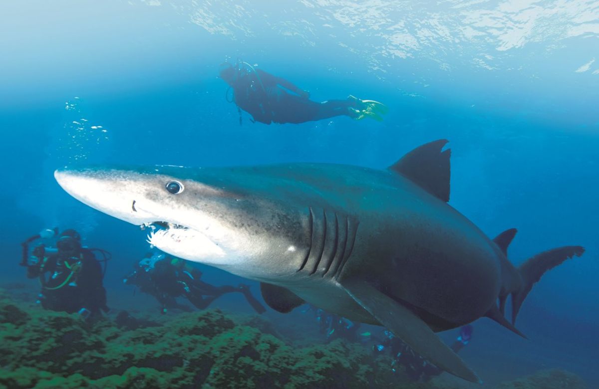 Científicos reclaman más protección para tiburones y rayas en Canarias ante la amenaza sobre casi la mitad de las especies