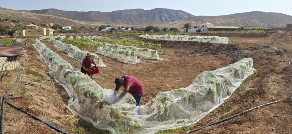 Arranca la vendimia en la Denominación de Origen Protegida Islas Canarias