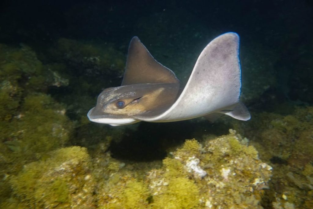 Foto de un ratón (‘Myliobatis aquila’). Maite Asensio