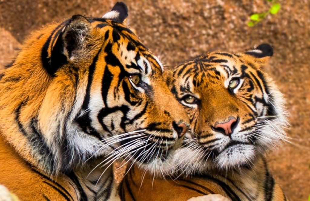 Zaza y Lucu, la nueva pareja de tigres de Sumatra en Loro Parque