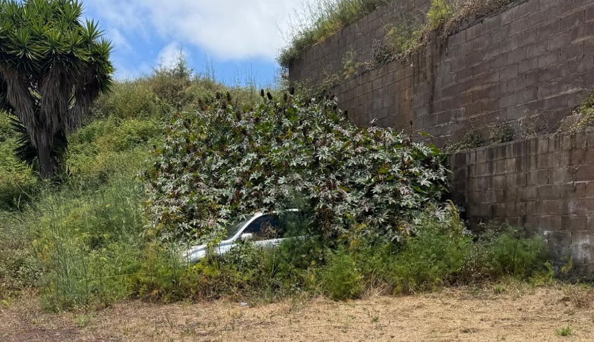 La maleza sepulta a un coche en El Sauzal: el conductor sigue almorzando