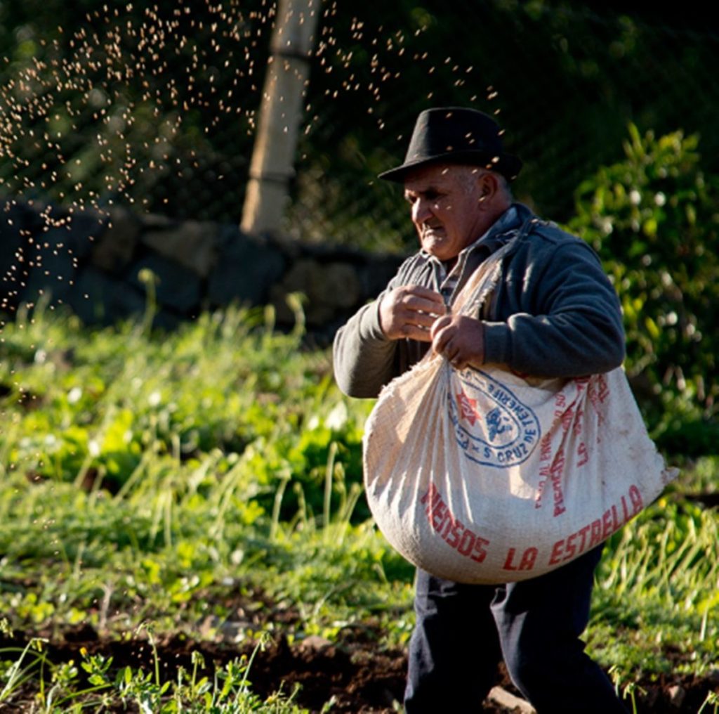 El paisaje de Tegueste está tradicionalmente vinculado a la agricultura