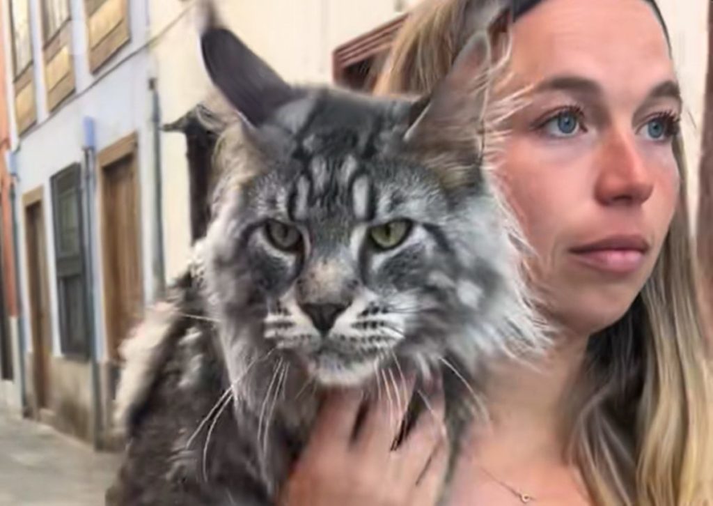 Un gato de raza Maine Coon pasea en brazos de su dueña por La Laguna, en un vídeo que ha llamado la atención por el gran tamaño y el aspecto del animal. | TikTok