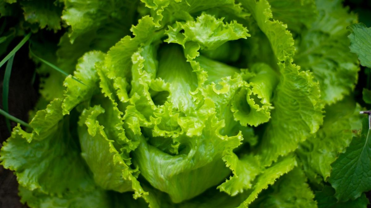 Lechuga iceberg, uno de los alimentos vinculados por los CDC a un brote multistatal de ciclosporiasis en Estados Unidos. | DA