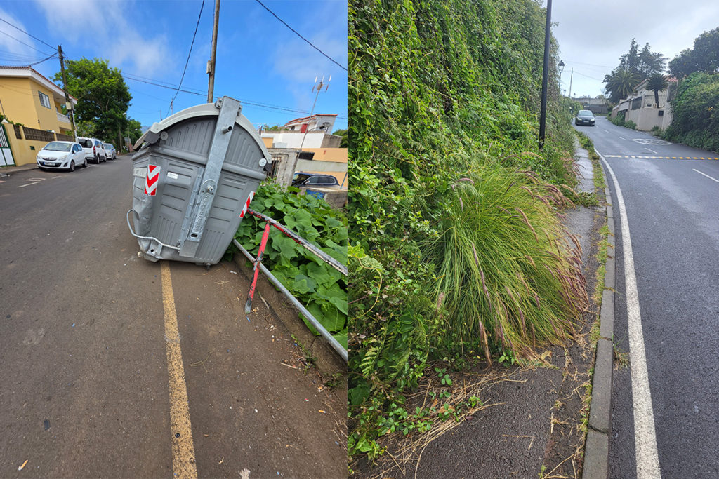 Tacoronte Residents Form Association to Combat Termite Infestation and Municipal Neglect