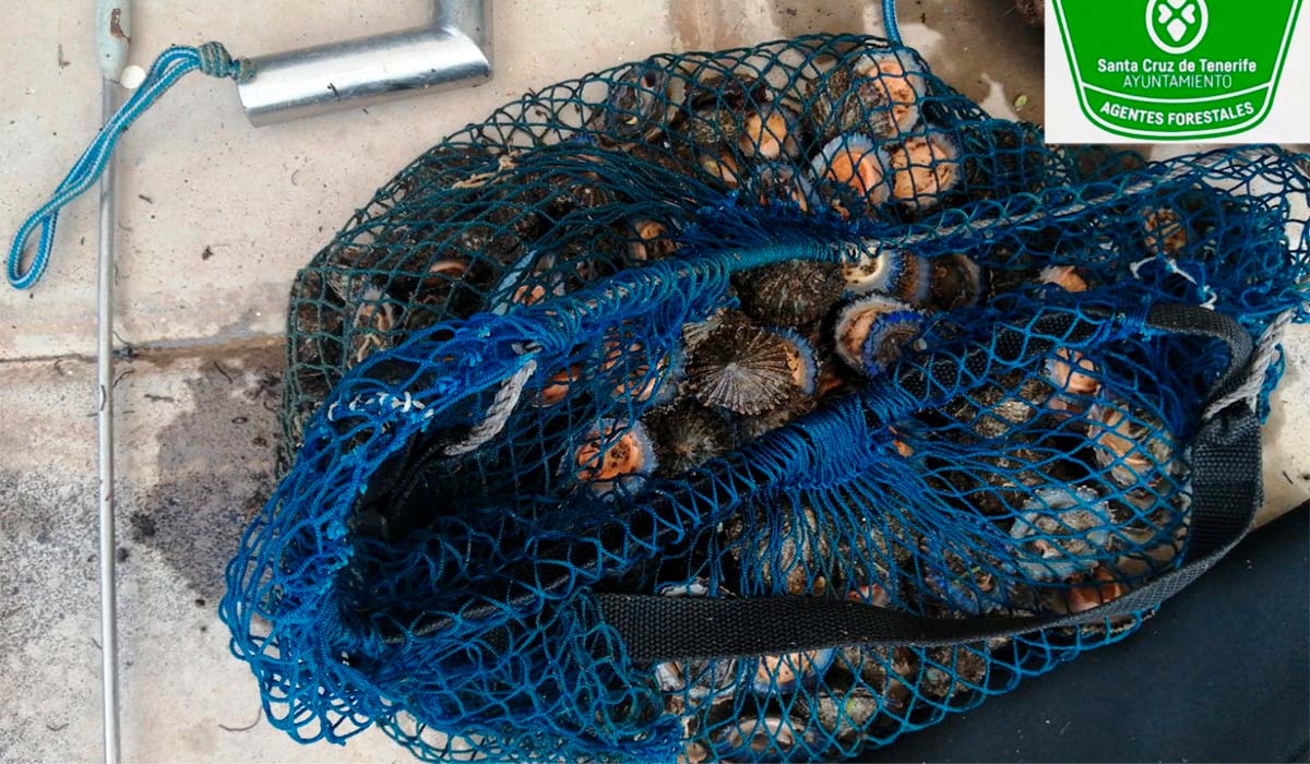 Sorprendido un furtivo en Tenerife con un botín ilegal de 30 kilos de lapas
