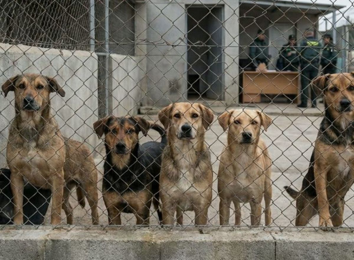 Perros al cuidado de la entidad Adepac.