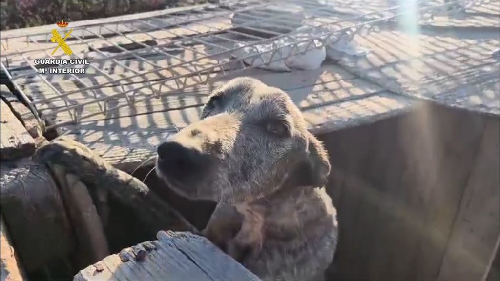 La Guardia Civil detiene a un hombre en Granadilla de Abona por tener a 49 perros de caza desnutridos y hacinados