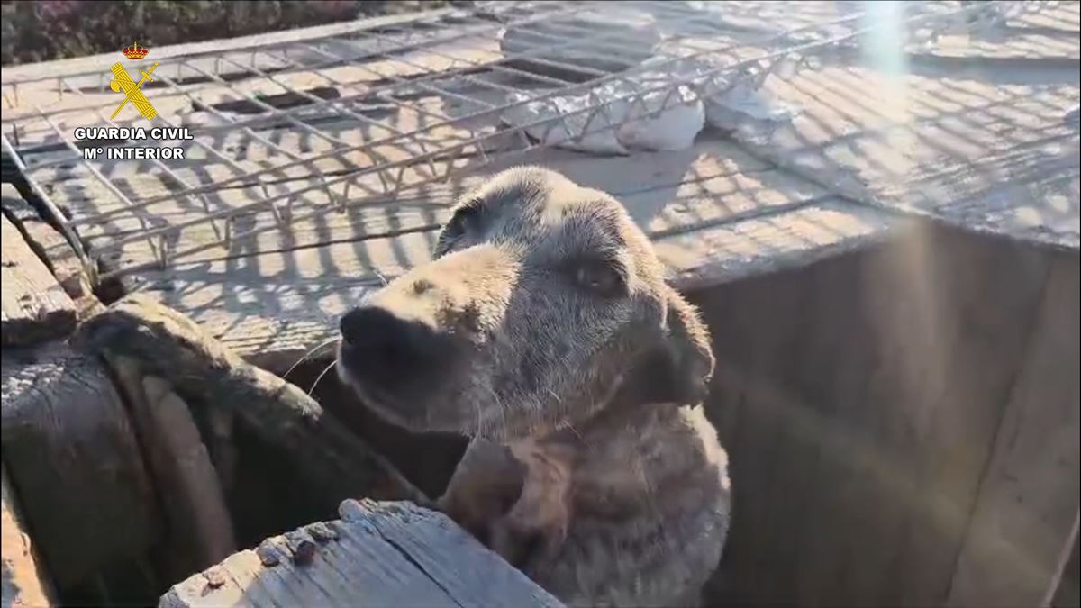 La Guardia Civil detiene a un hombre en Granadilla de Abona por tener a 49 perros de caza desnutridos y hacinados