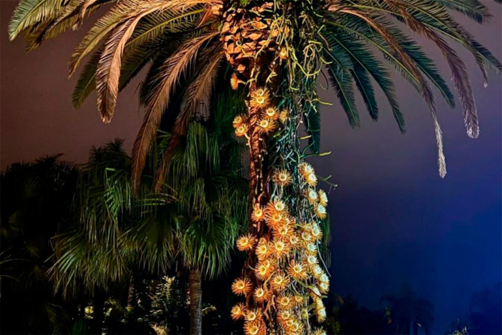 Rare 'Queen of the Night' Cactus Blooms With 64 Flowers at Tenerife Hotel