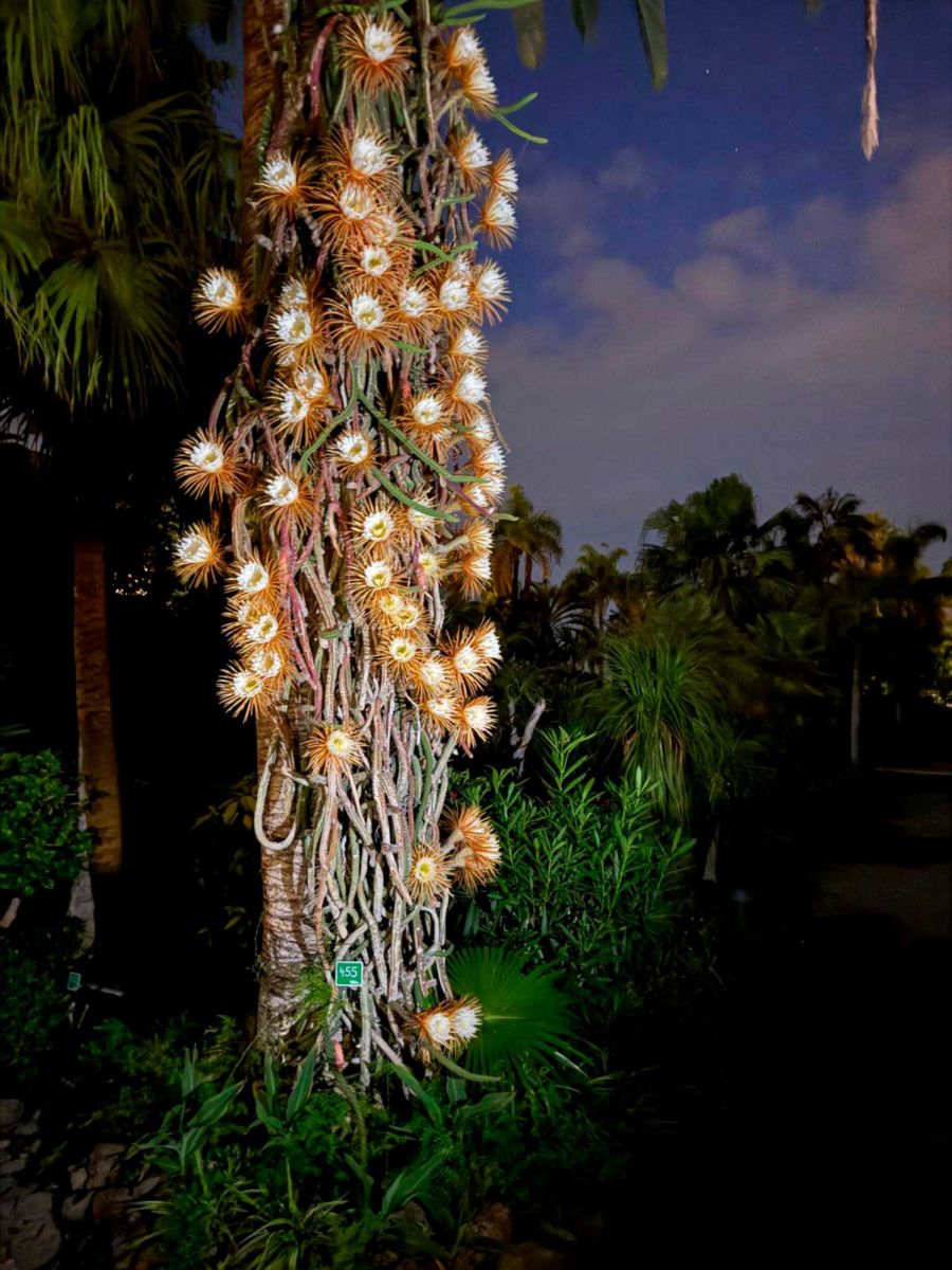 Floración de la 'reina de la noche' en un hotel de Puerto de la Cruz
