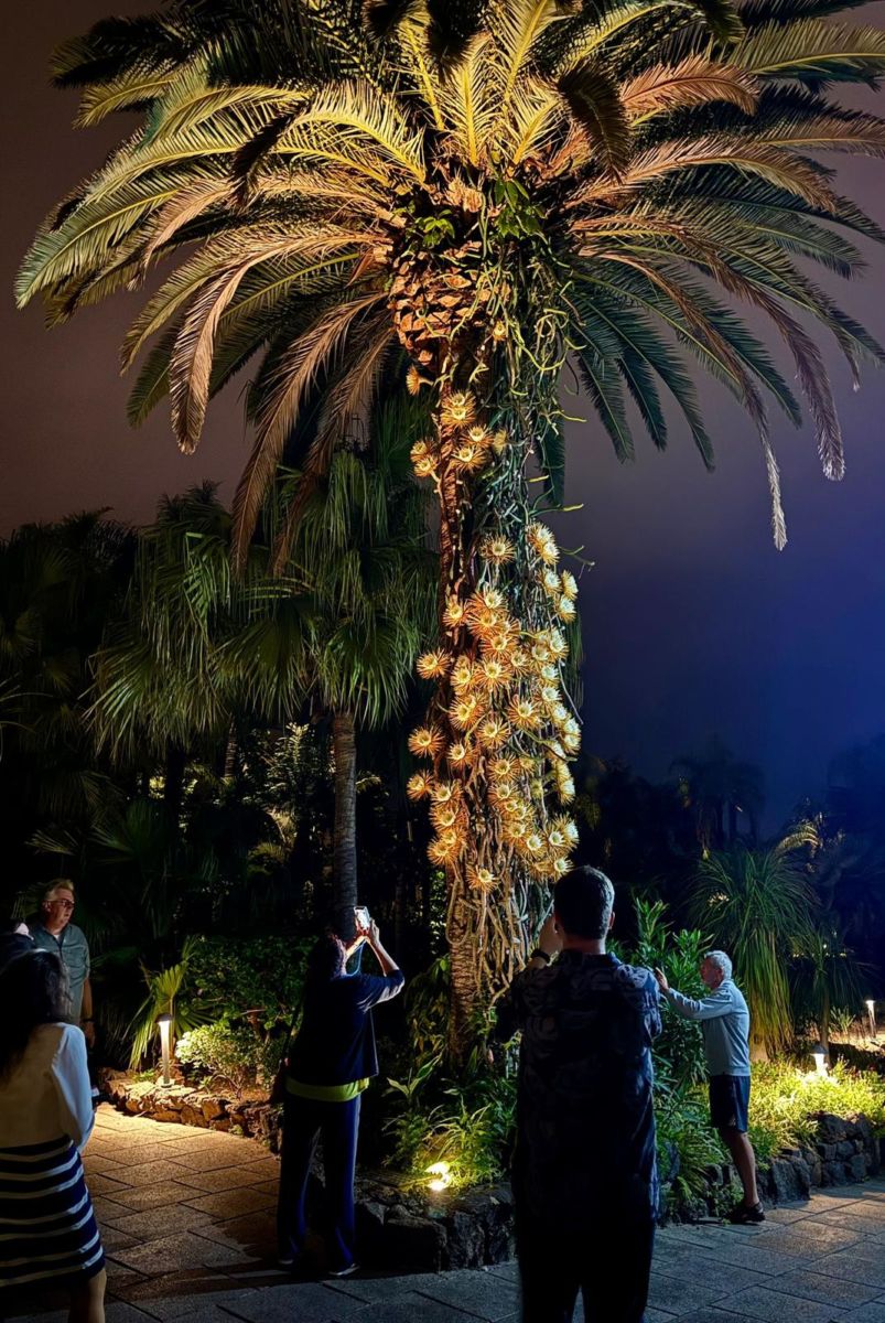 Floración de la 'reina de la noche' en un hotel de Puerto de la Cruz