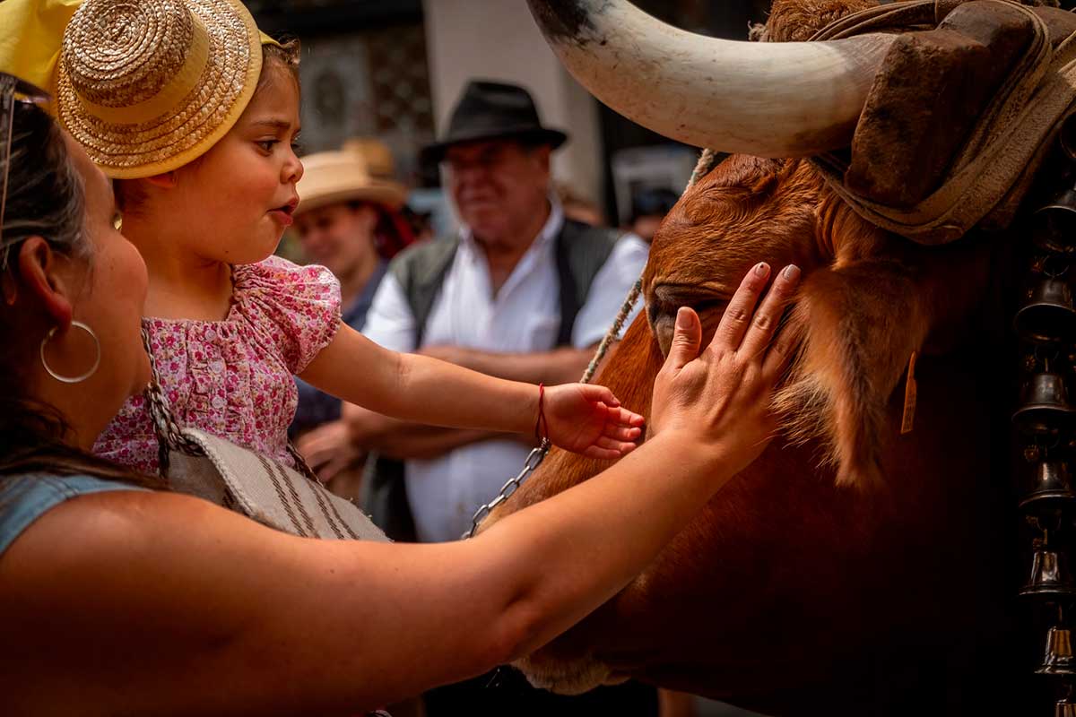 La Laguna acoge la LXXX Romería Regional de San Benito Abad