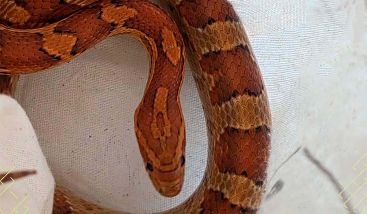 Avisa de una culebra real de California en Gran Canaria y resulta ser una serpiente prohibida