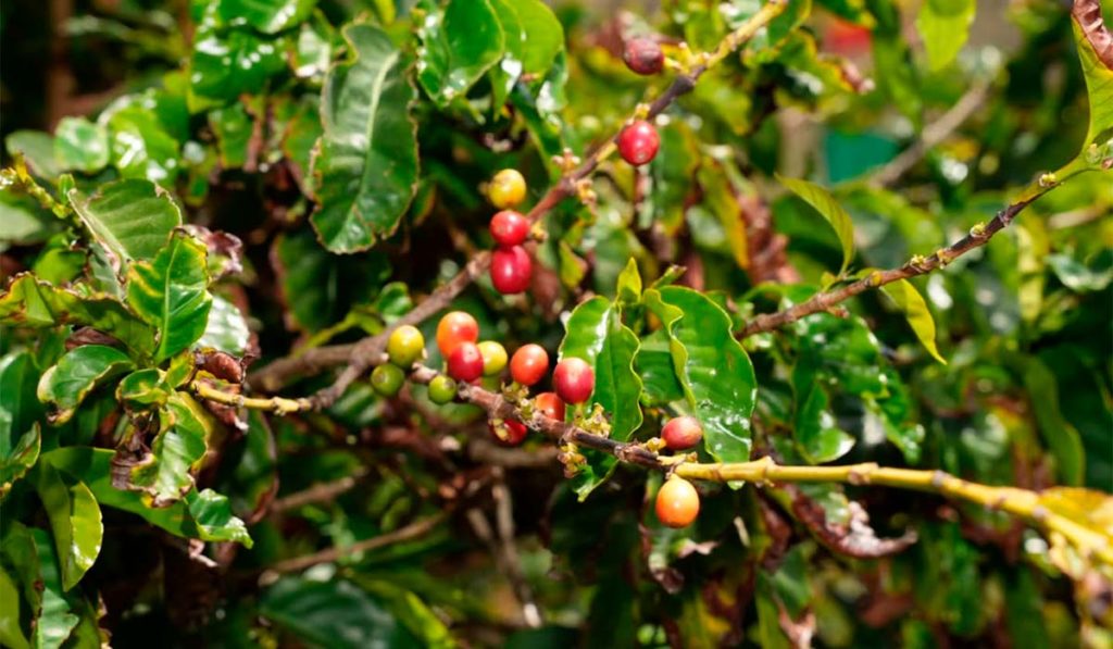 El único café que se cultiva íntegramente en España es de Canarias y está a punto de hacer historia