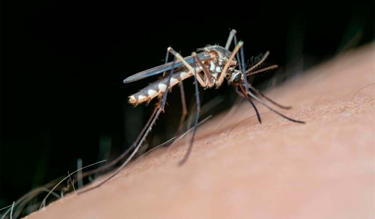 Todo lo que se sabe sobre los primeros casos del virus de la Fiebre del Nilo en Canarias