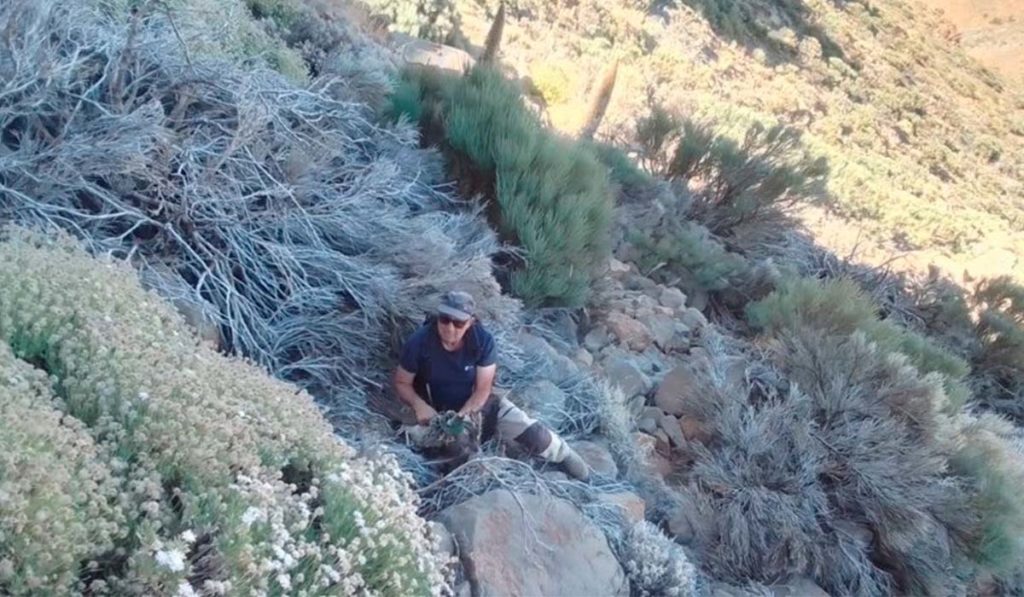 Localizan al pavo real avistado en el Parque Nacional del Teide