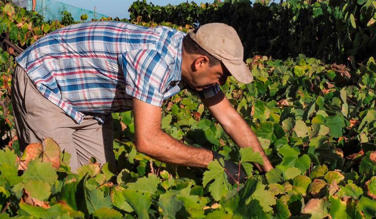 Los viticultores canarios esperan una cosecha “bastante buena”