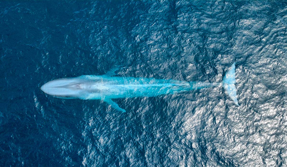 El Estado propone hasta 17.000 km2 de nuevos espacios marinos protegidos en aguas canarias
