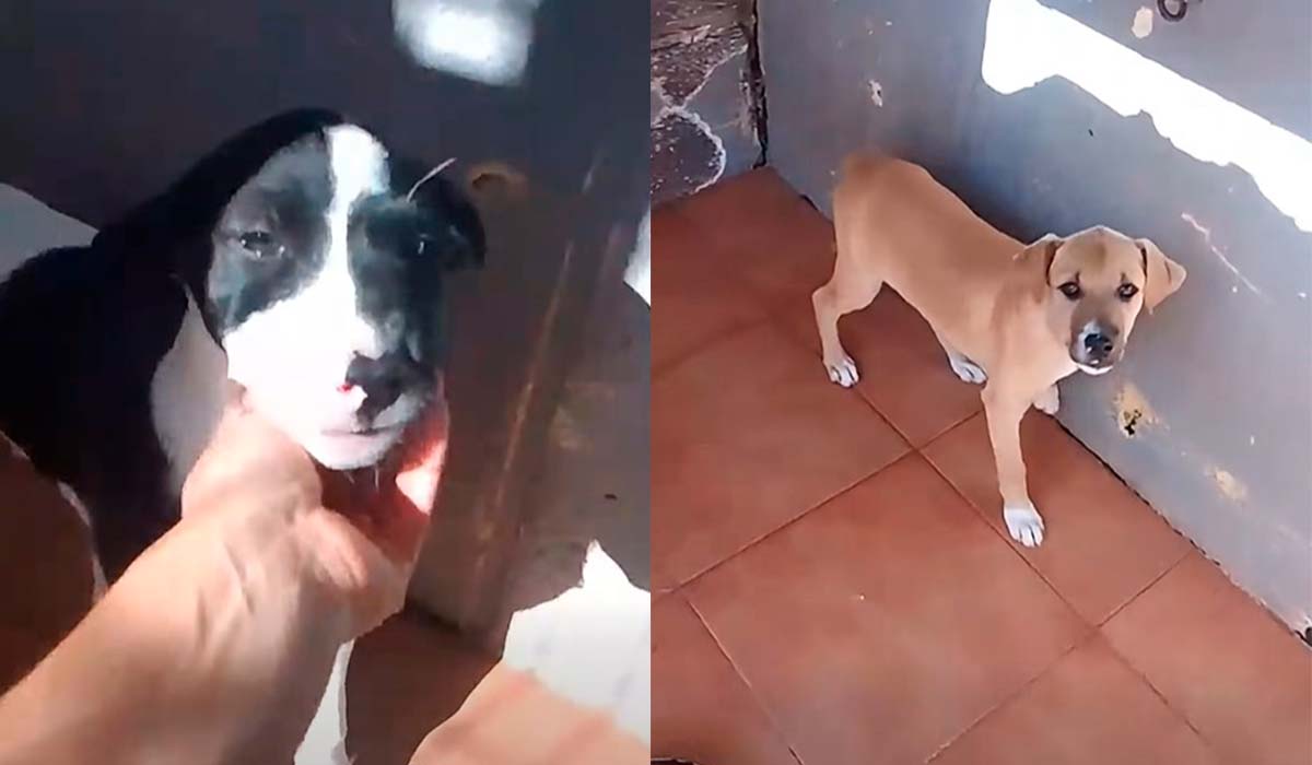Buscan hogar para dos cachorras en Tenerife: “Hace falta tiempo, dedicación y constancia”