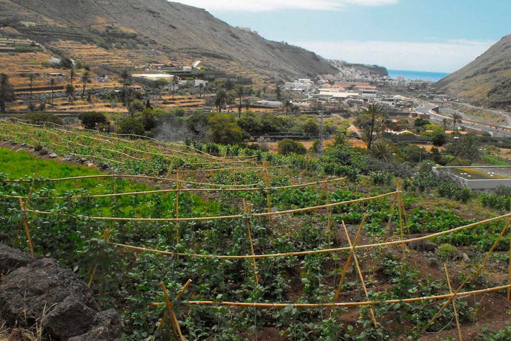 Cultivan propuestas para adaptar la agricultura al estrés térmico e hídrico