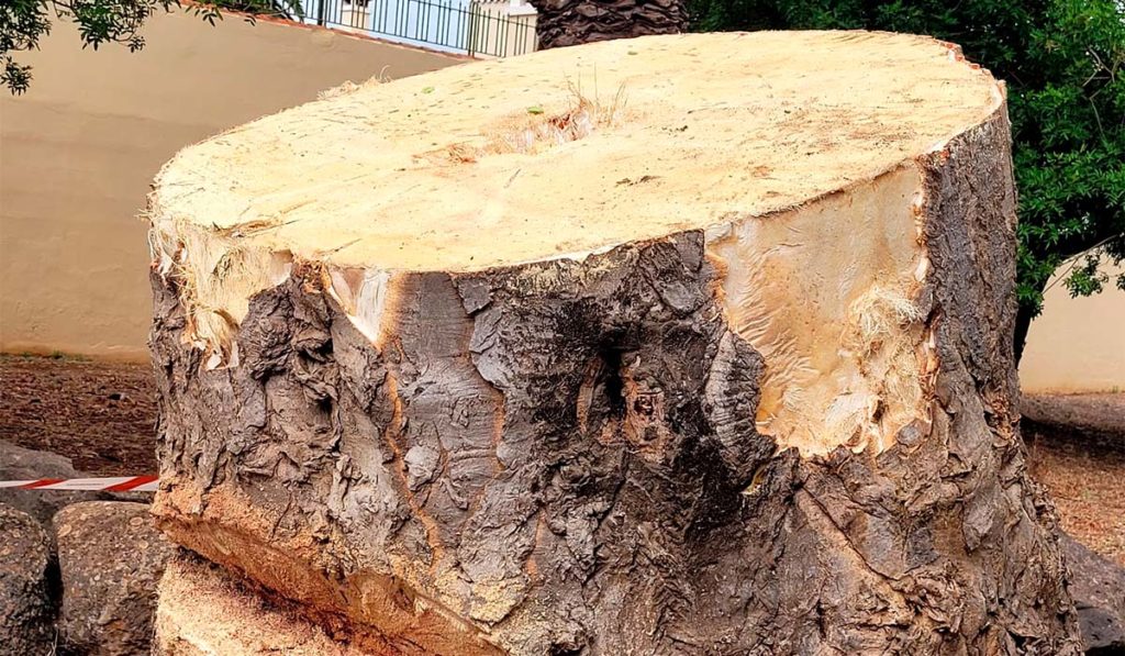 Fallen Dragon Tree in La Laguna Sparks New Biodiversity Research Project