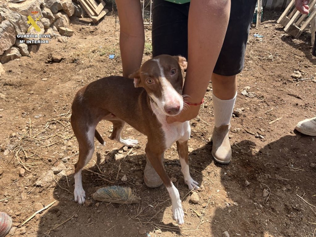 La Guardia Civil destapa un caso de falso maltrato animal en Canarias