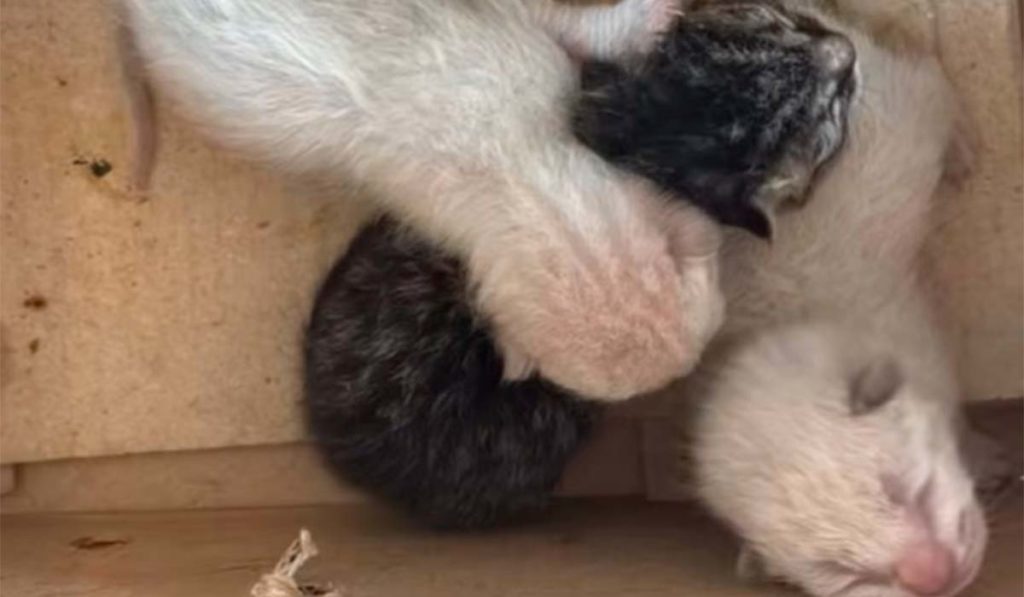 Hallan a 4 gatos recién nacidos tirados a la basura en El Hierro: "Separados de su madre el día que nacieron"