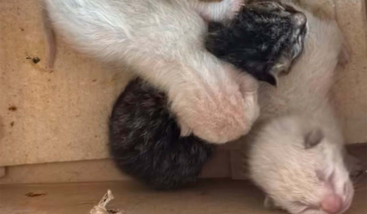 Hallan a 4 gatos recién nacidos tirados a la basura en El Hierro: "Separados de su madre el día que nacieron"