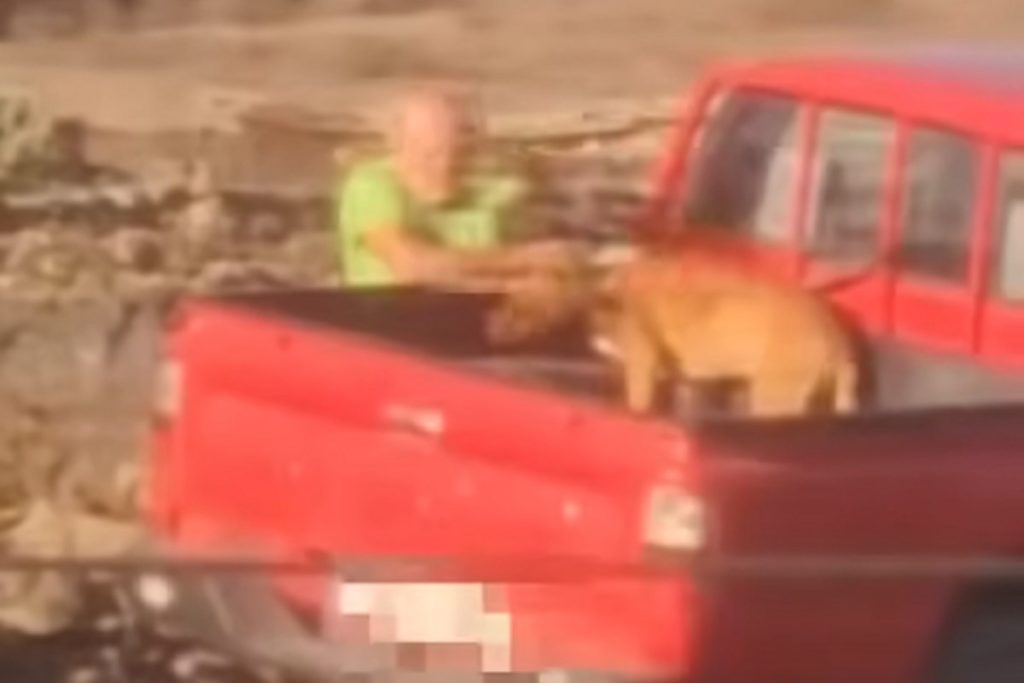Maltrato animal en Canarias: detenido tras ser grabado golpeando a una perra de 9 meses