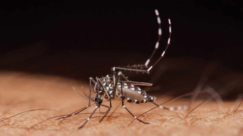 Mosquitos transmiten el mal, pero viene por las aves./ FA