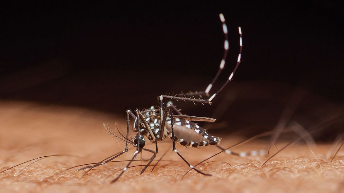 Mosquitos transmiten el mal, pero viene por las aves./ FA