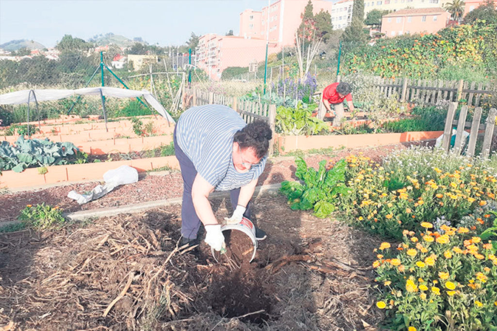 Tacoronte Expands Urban Organic Garden Program to 51 Plots