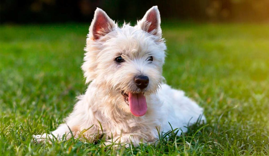 Los Silos Implements Stricter Pet Ownership and Animal Welfare Regulations