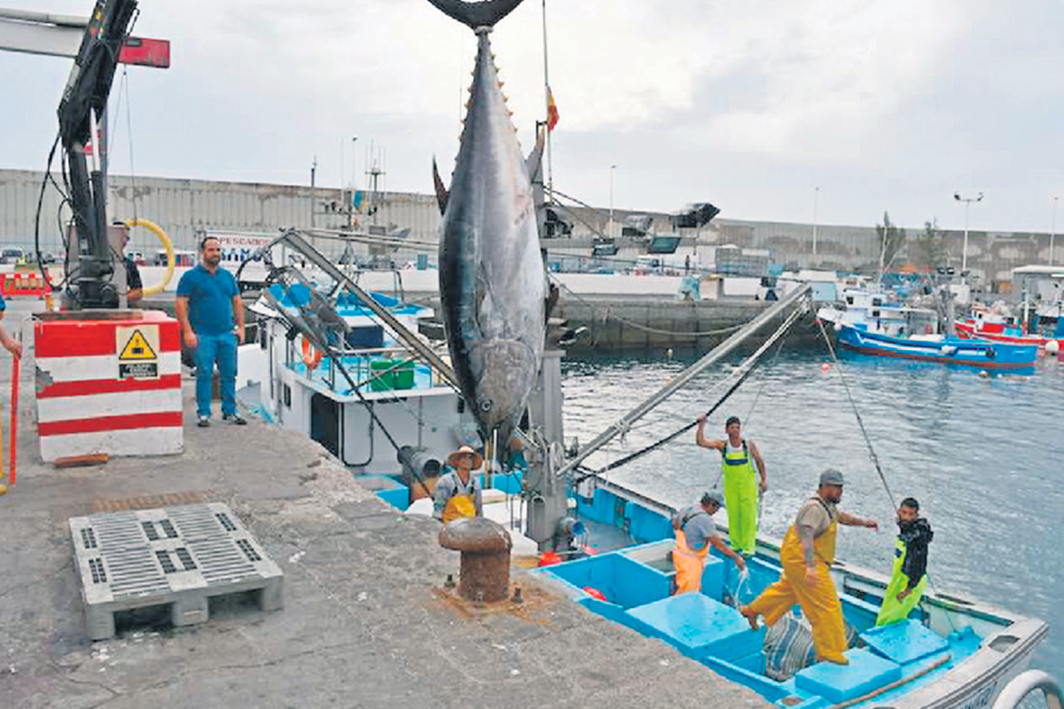 El engorde del atún rojo, la opción presentada como el futuro más eficiente de esa pesquería que por ahora rechazan los pescadores