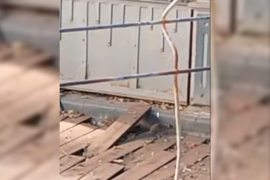 Vecinos de Santa Cruz denuncian una plaga de roedores y exigen mayor control municipal