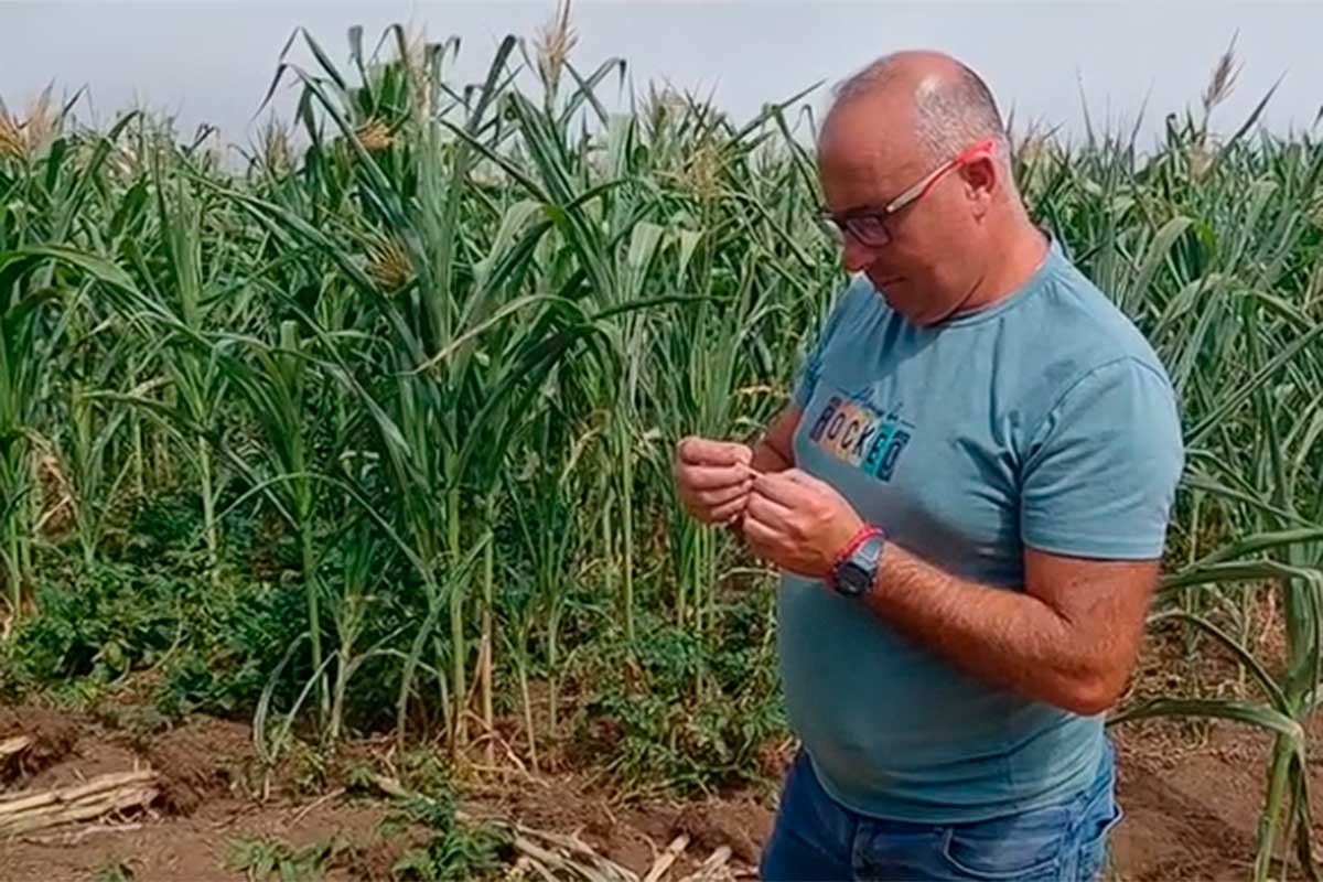David 'El Agricultor' denuncia el robo de sus 'piñas como trancas' en Tenerife: "Te dejaste el cigarro aquí"