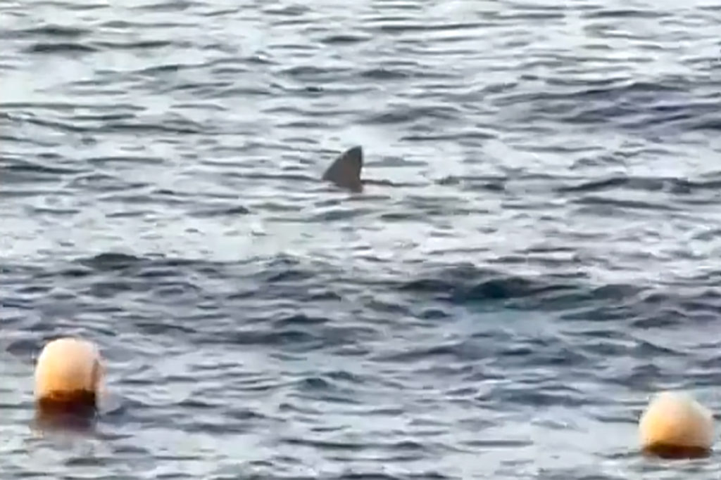 Un tiburón sorprende a los bañistas en Radazul justo antes de una prueba de apnea