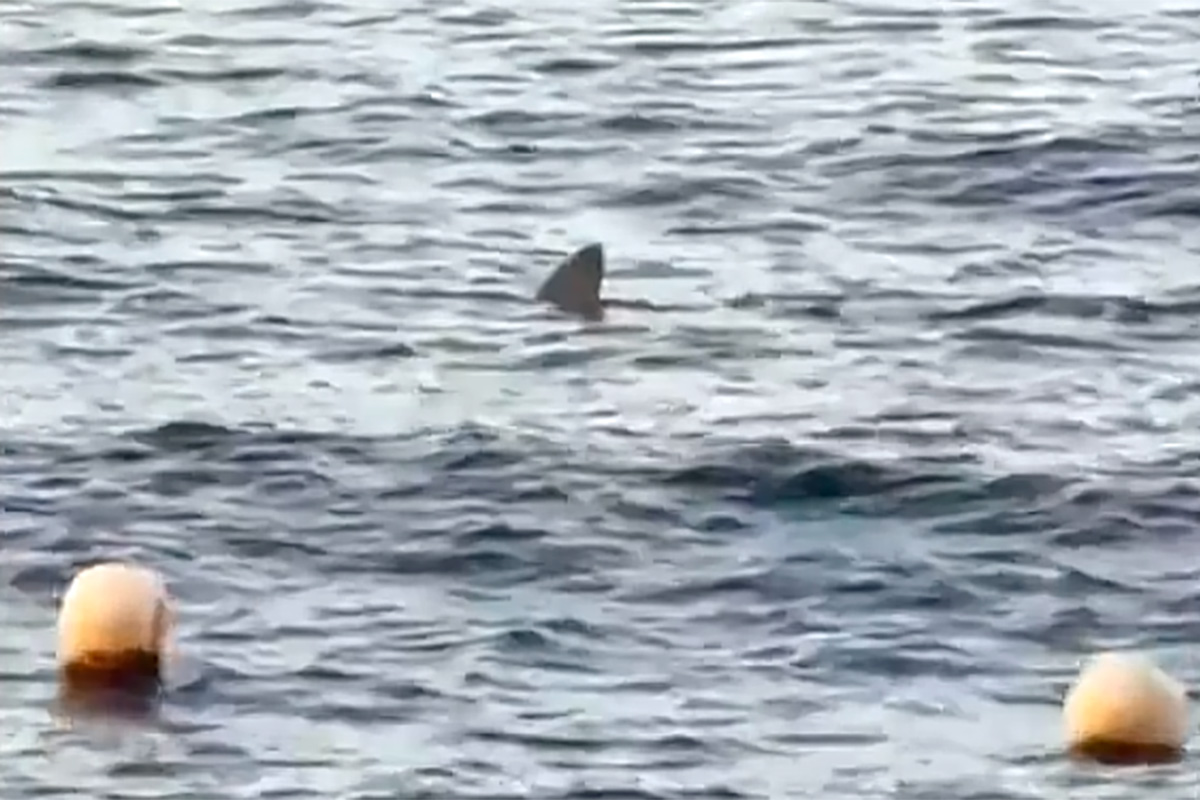 Un tiburón sorprende a los bañistas en Radazul justo antes de una prueba de apnea