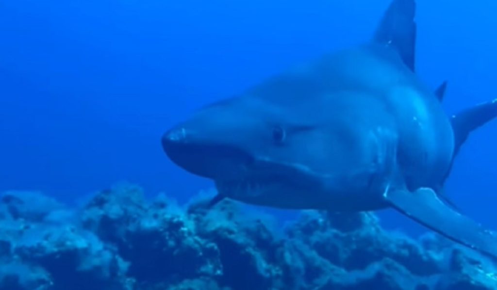 Un tiburón solrayo vuelve a dejarse ver en El Hierro: “Un regalo de los grandes”