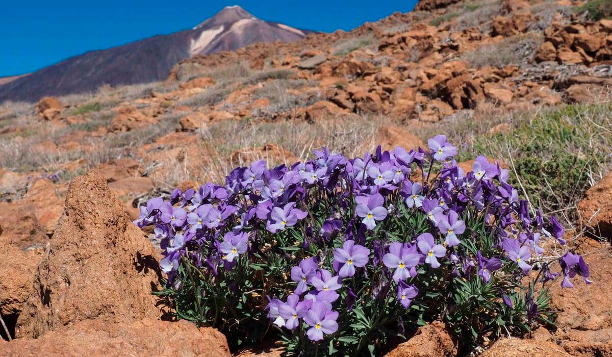 La violeta del Teide se enfrenta al límite de persistencia