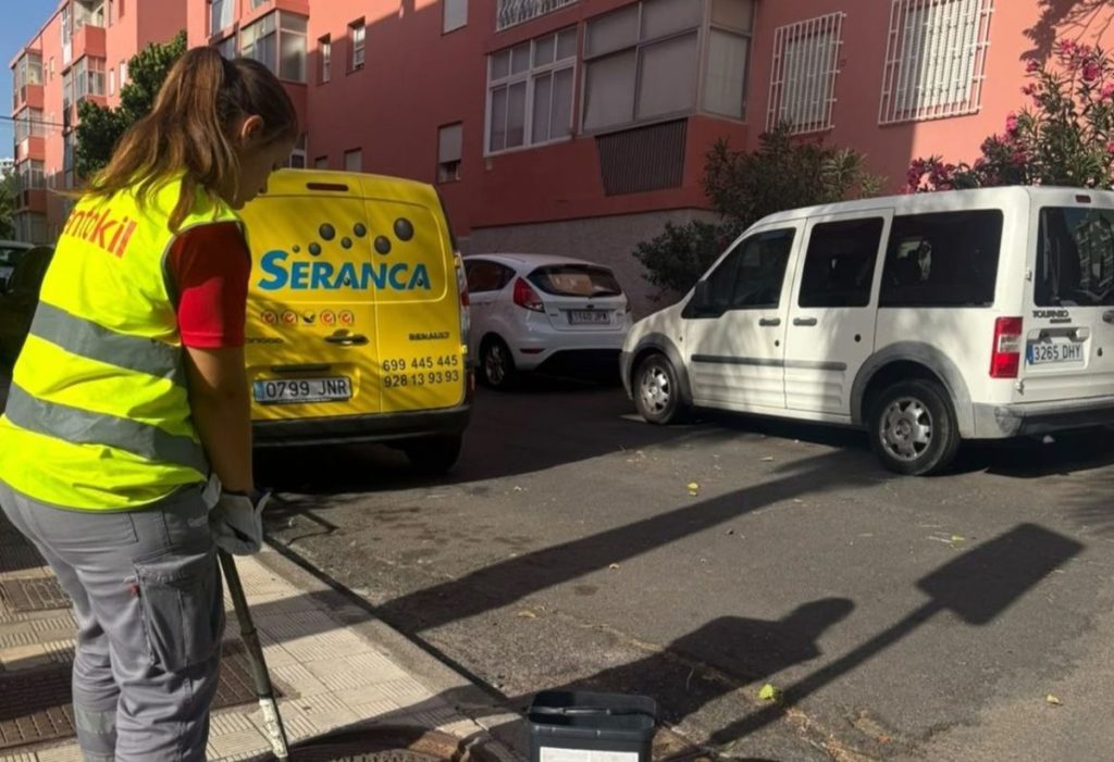 Ratas, cucarachas y avispas: Santa Cruz de Tenerife intensifica el control de plagas en siete zonas