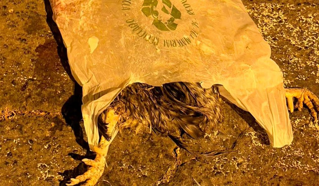 PP Condemns Intimidation of Candelaria Council Member After Discovery of Dead Animal